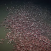 A giant group of crabs filmed 1,350 feet below the surface in San Antonio Canyon.