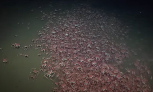 A giant group of crabs filmed 1,350 feet below the surface in San Antonio Canyon.