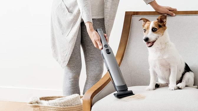 Person using vacuum on armchair that dog is sitting on with mouth open