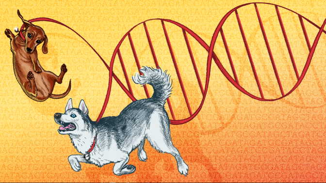 Best dog DNA tests: How to learn more about your pup and build a stronger bond