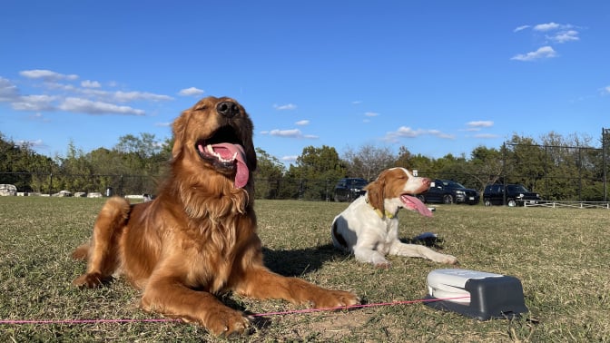 Swiftpaws offers 'the best game of chase' for active dogs, but it's gonna cost you