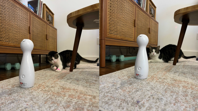 Colby Jack the cat playing with the PetSafe Bolt Laser Cat Toy