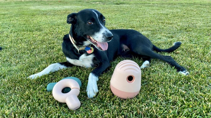 dog laying in grass with dog toys in front of her