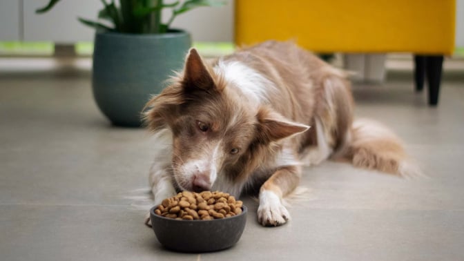 Dog sniffing at bowl full of kibble