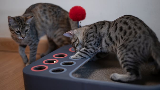 Two cats playing with grey toy with multicolored holes and joystick