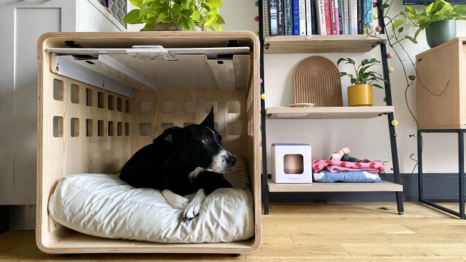 Black and white dog peeking out of a wooden crate