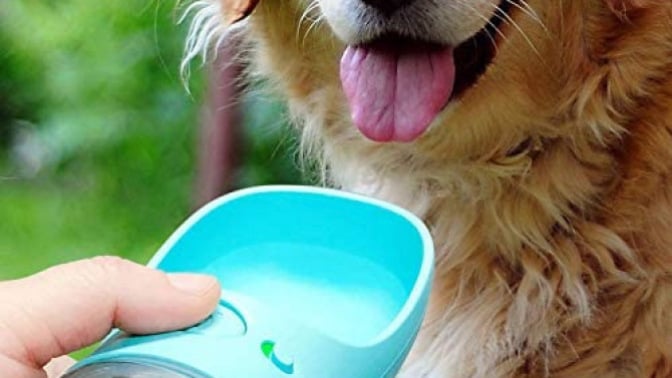 Hand holding teal water dish out to dog with tongue out