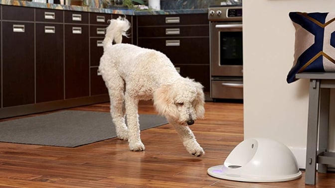 Dog using dog feeder.