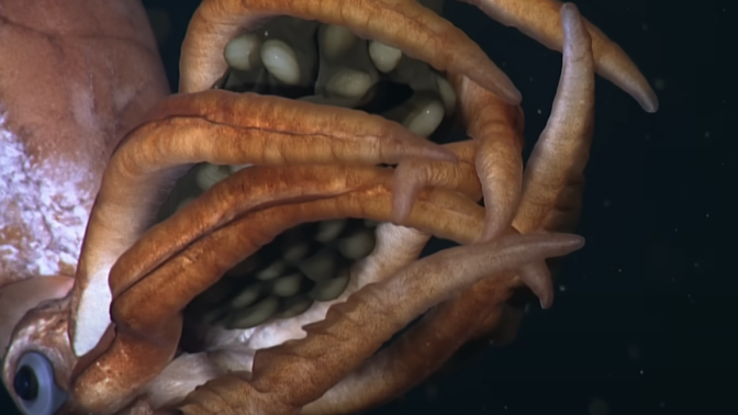 A recently discovered species of deep-sea squid protecting a brood of unusually large eggs. 