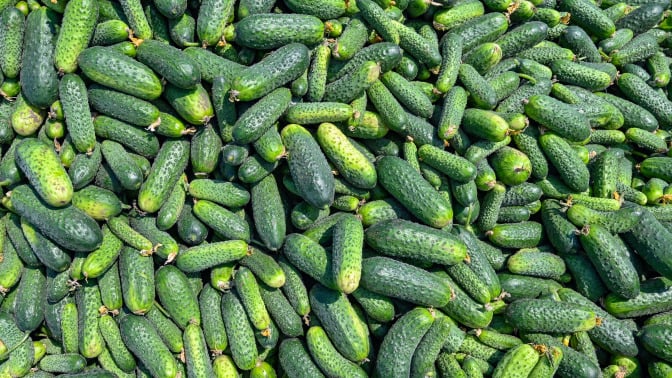 cucumbers in a big pile