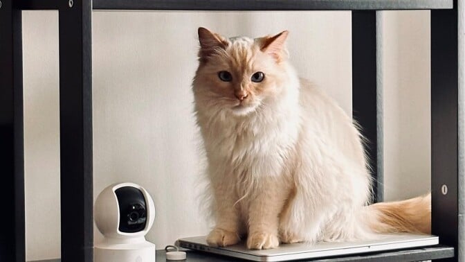 a cat sits on a bookshelf with a kasa indoor security camera next to it