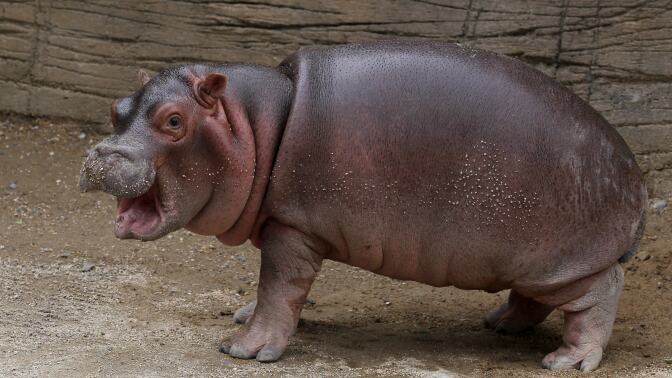 a baby hippo standing with its mouth open