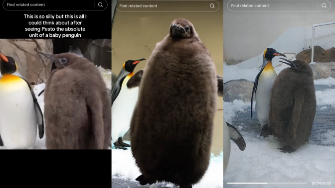 three screenshot of tiktoks of a massive baby penguin that still has it's black feathers