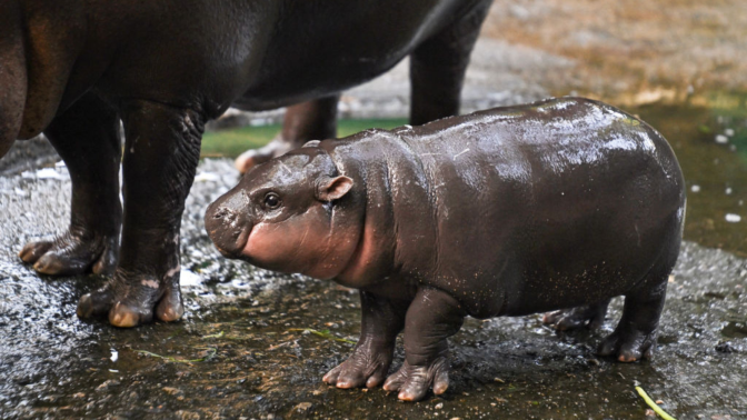 Moo Deng, a two-month-old female pygmy hippo who has recently become a viral internet sensation, stands next to her mother Jona, 25, at Khao Kheow Open Zoo in Chonburi province on September 15, 2024.