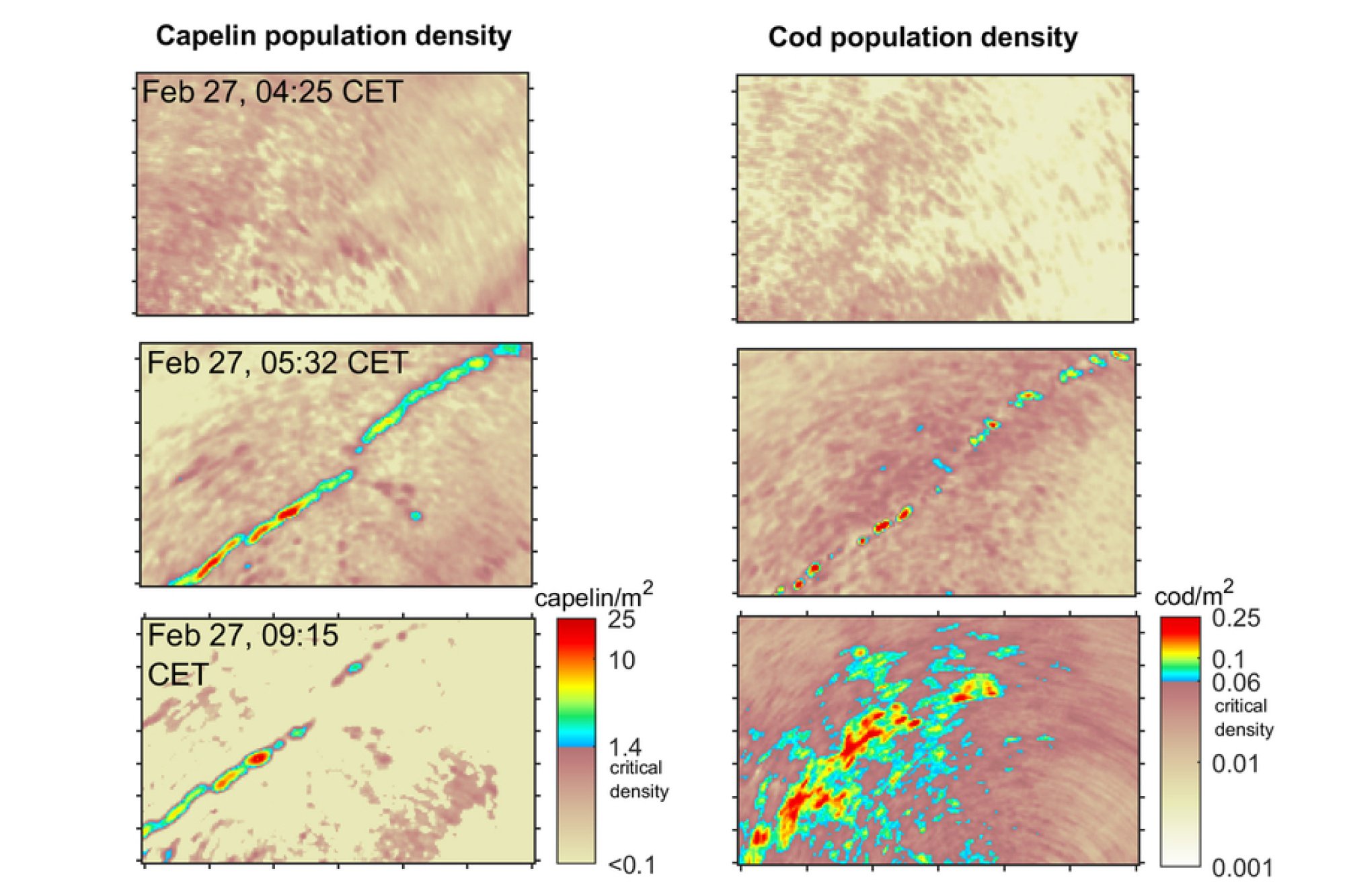 The acoustic maps show quickly forming and evolving shoals of both capelin and Atlantic cod.