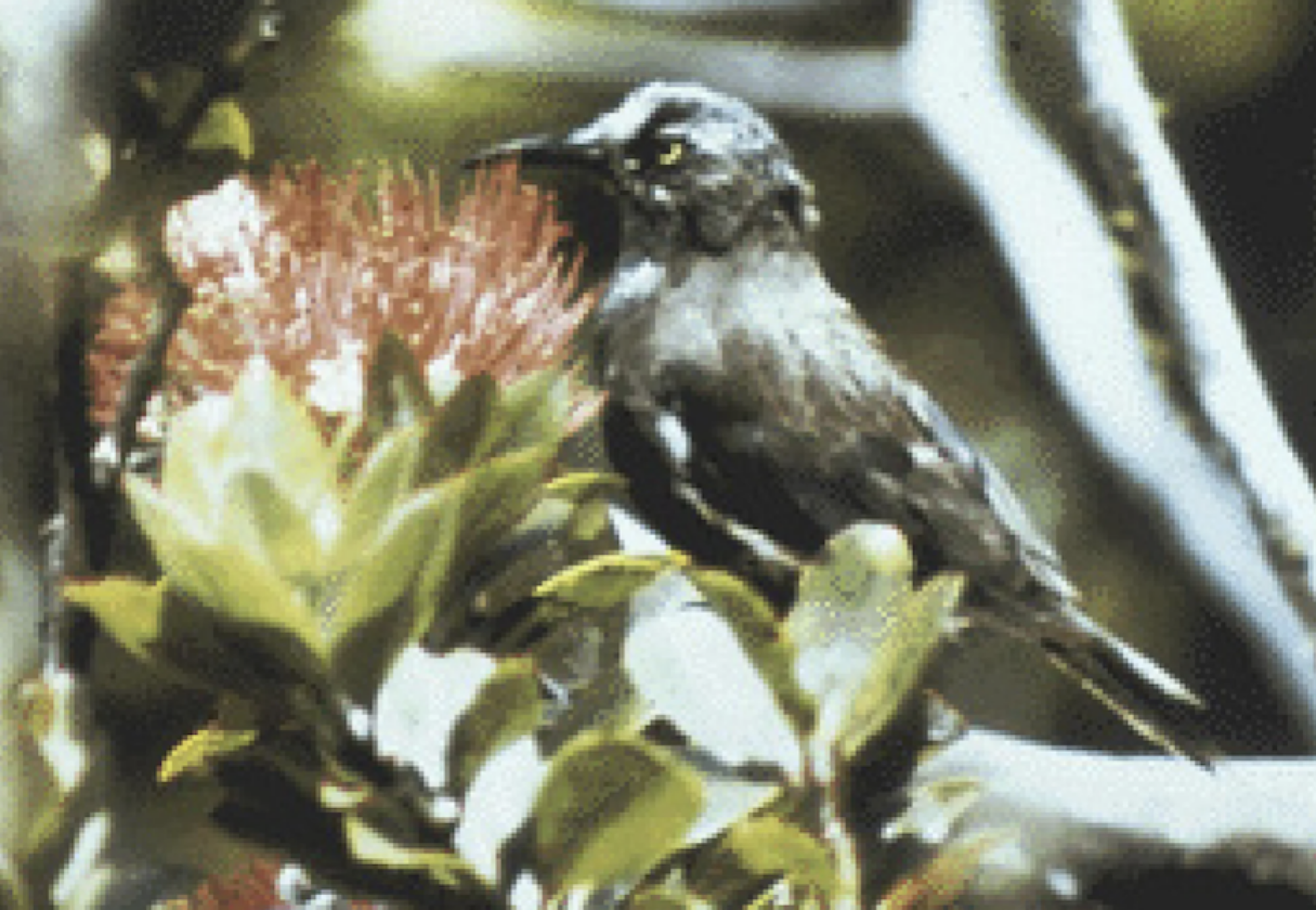 A rare picture of a Kauaʻi ʻōʻō, taken by a U.S. Fish and Wildlife biologist.