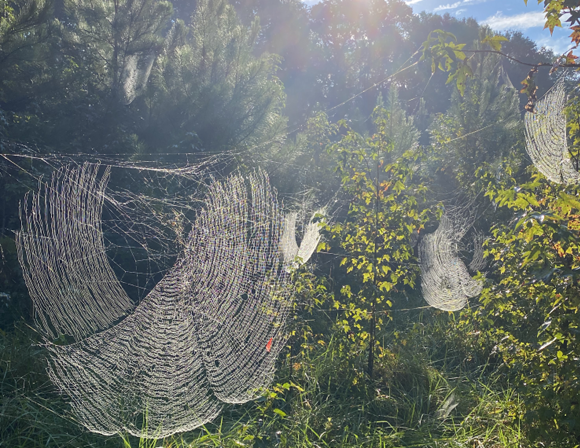 spiderwebs from Joro spiders