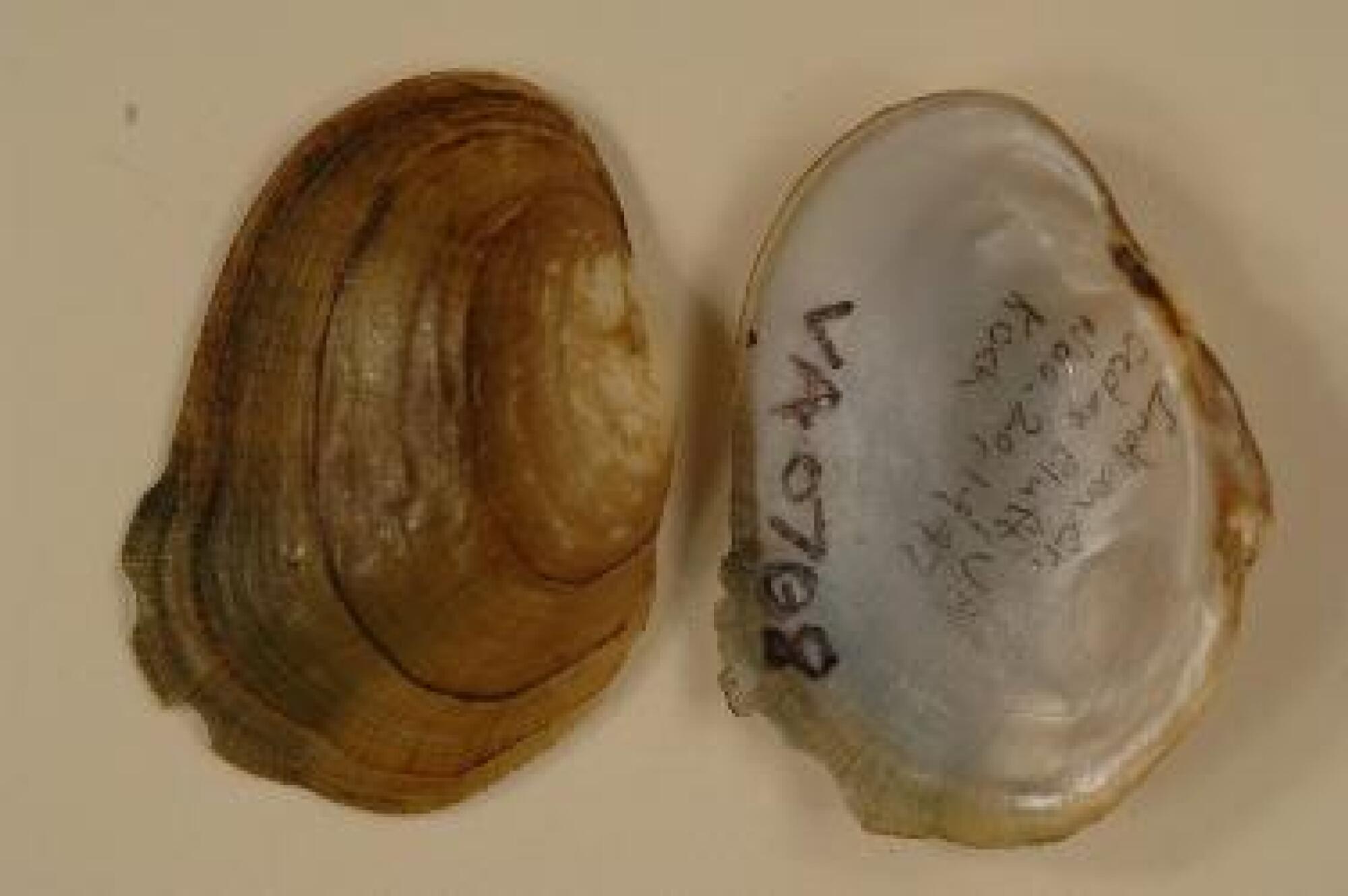 The empty shell of the extinct yellow-blossom pearly mussel.