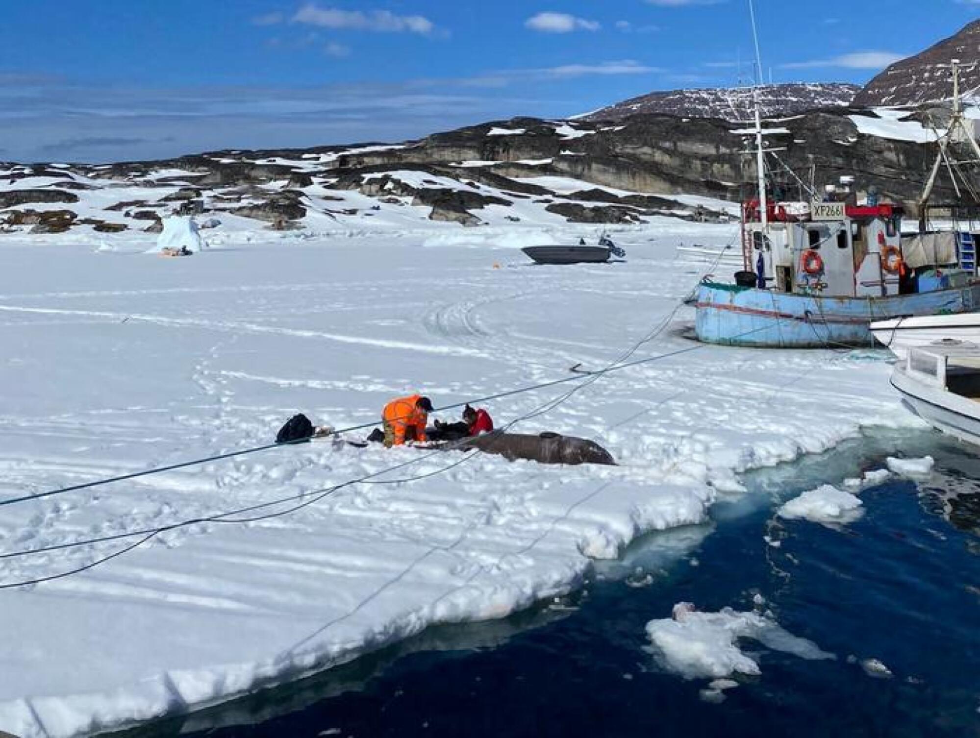 Scientists collecting tissue samples from a Greenland shark.