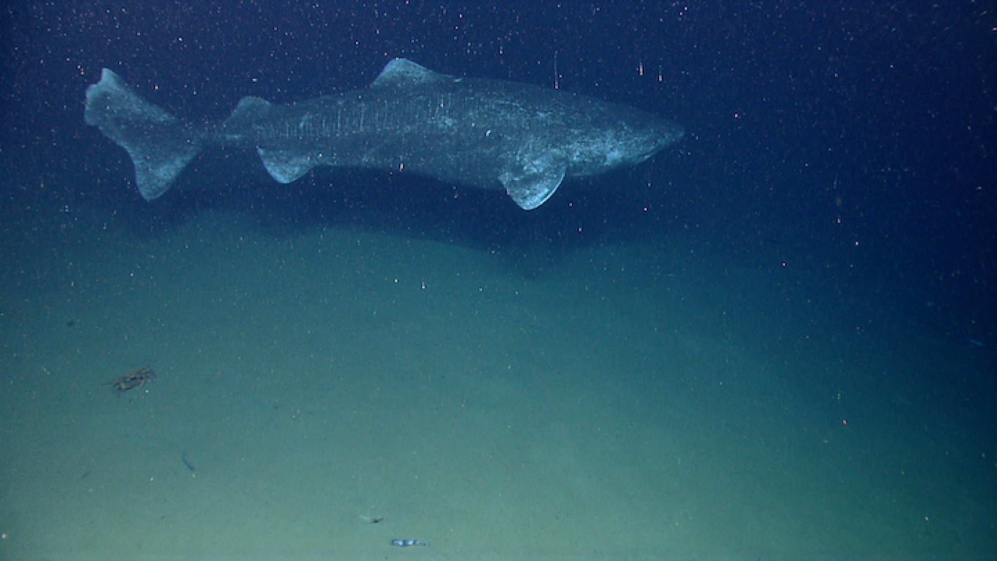 A Greenland shark spotted over 2,500 feet under the surface in waters off the northeast continental U.S.